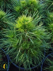 Pinus sylvestris 'Viridis Compacta'